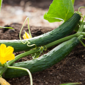 Ilgavaisiai agurkai