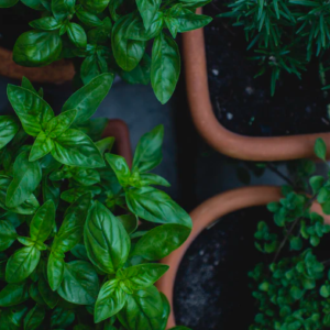 Prieskoninės žolelės